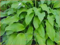 Hosta elata