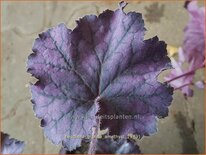 Heuchera 'Grande Amethyst'