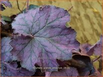 Heuchera 'Grande Amethyst'