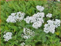 Achillea millefolium &#39;New Vintage White&#39;