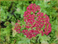 Achillea millefolium &#39;New Vintage Red&#39;