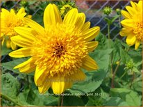 Helianthus decapetalus 'Loddon Gold'