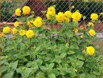 Helianthus decapetalus 'Loddon Gold'