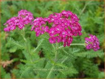 Achillea millefolium &#39;New Vintage Violet&#39;