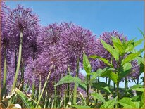 Allium &#39;Powder Puff&#39;