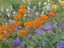 Asclepias tuberosa