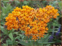 Asclepias tuberosa