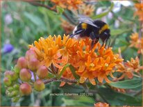 Asclepias tuberosa