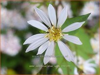 Aster cordifolius &#39;Silver Spray&#39;