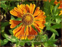 Helenium &#39;Moerheim Beauty&#39;