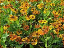 Helenium &#39;Moerheim Beauty&#39;