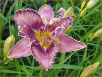 Hemerocallis &#39;Mildred Mitchell&#39;