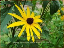 Rudbeckia subtomentosa &#39;Loofahsa Wheaton Gold&#39;