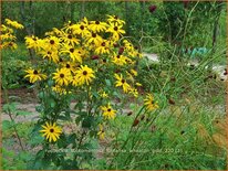 Rudbeckia subtomentosa &#39;Loofahsa Wheaton Gold&#39;