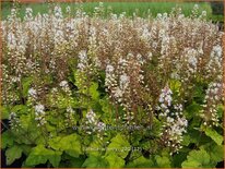 Tiarella wherryi