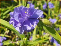 Tradescantia &#39;Mac&#39;s Double&#39;