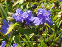 Tradescantia &#39;Mac&#39;s Double&#39;