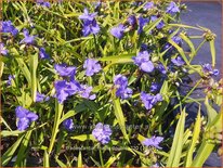 Tradescantia &#39;Mac&#39;s Double&#39;