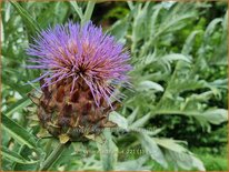 Cynara scolymus