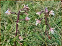 Epipactis palustris