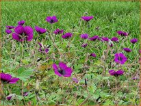 Geranium &#39;Sandrine&#39;