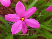 Rhodoxis &#39;Ruby Giant&#39;