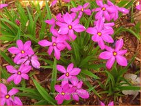 Rhodoxis &#39;Ruby Giant&#39;