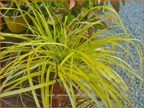 Carex oshimensis &#39;Everillo&#39;