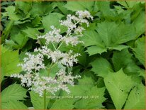 Rodgersia pinnata &#39;Smaragd&#39;