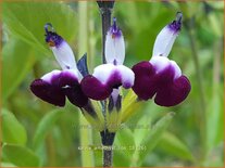 Salvia greggii &#39;Amethyst Lips&#39;