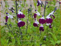 Salvia greggii &#39;Amethyst Lips&#39;