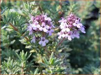 Thymus richardii &#39;Peter Davis&#39;