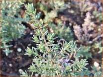 Thymus richardii &#39;Peter Davis&#39;