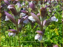 Acanthus hungaricus &#39;White Lips&#39;