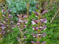 Acanthus hungaricus &#39;White Lips&#39;