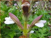 Acanthus hungaricus &#39;White Lips&#39;