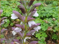 Acanthus hungaricus &#39;White Lips&#39;