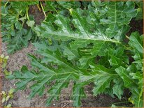 Acanthus mollis &#39;Latifolius&#39;