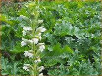 Acanthus mollis &#39;Rue Ledan&#39;