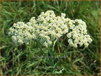 Achillea &#39;Alabaster&#39;