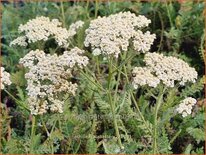 Achillea &#39;Alabaster&#39;