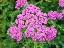 Achillea millefolium &#39;Pretty Belinda&#39;