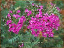 Achillea millefolium &#39;Sammetriese&#39;