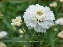 Achillea ptarmica &#39;Peter Cottontail&#39;