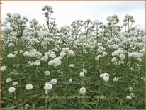 Achillea ptarmica &#39;Peter Cottontail&#39;