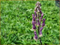 Aconitum &#39;Purple Sparrow&#39;