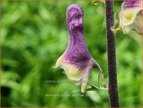 Aconitum &#39;Purple Sparrow&#39;