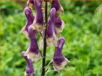 Aconitum &#39;Purple Sparrow&#39;