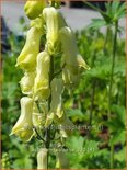 Aconitum vulparia