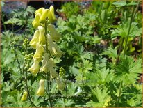 Aconitum vulparia